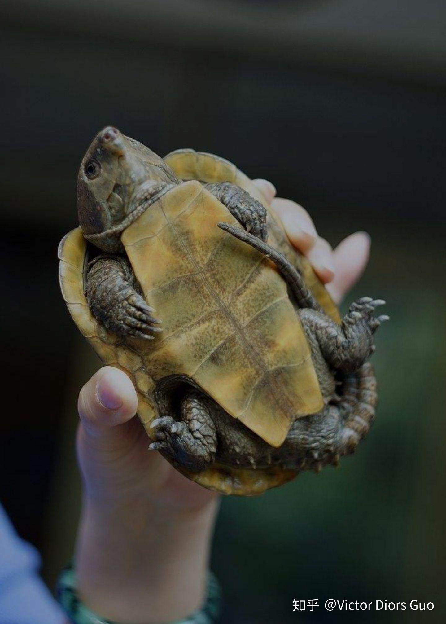 钻纹龟公龟贵还是母龟贵，怎么区分公母，多大可以分公母？_哔哩哔哩_bilibili