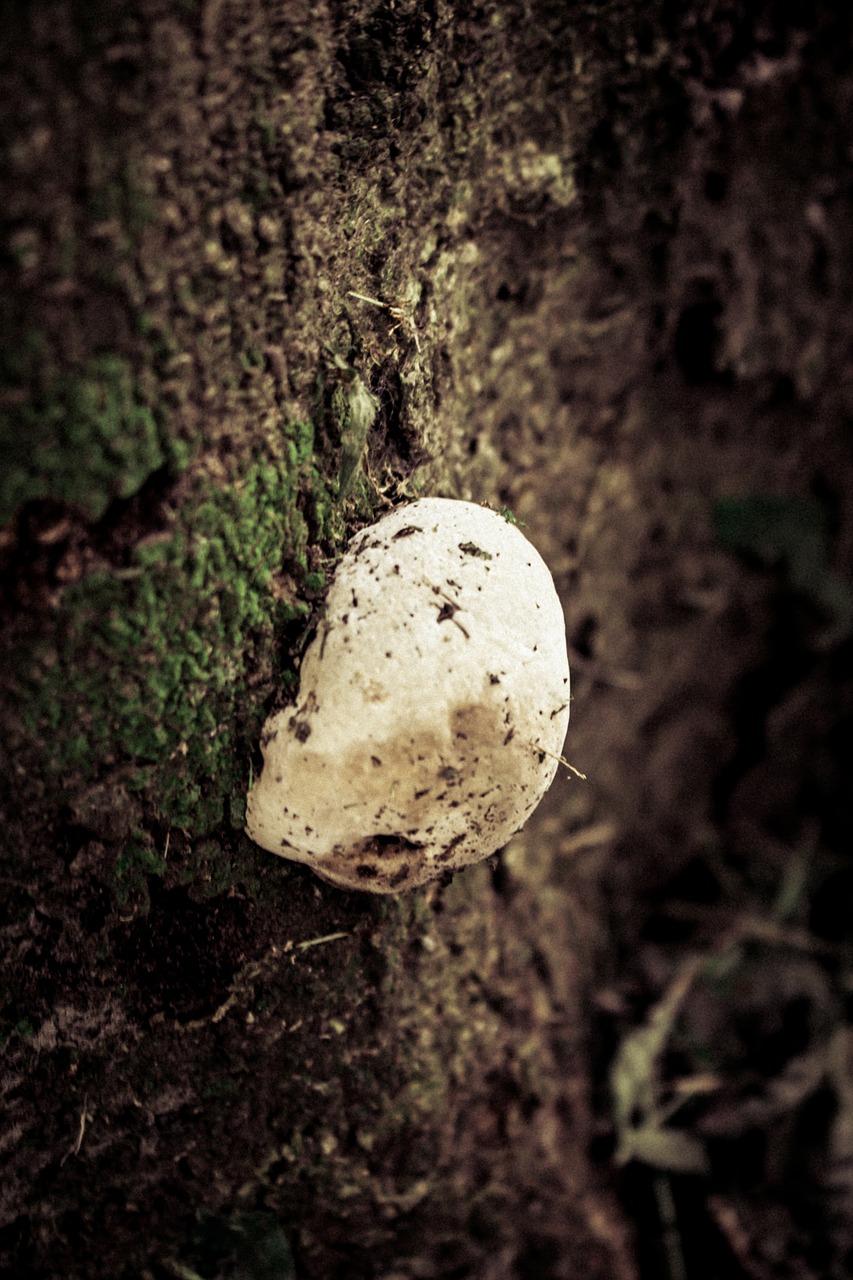 4. 真菌感染治疗液