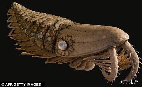 水熊虫在节肢动物中身体结构的演化程度排在什么位置