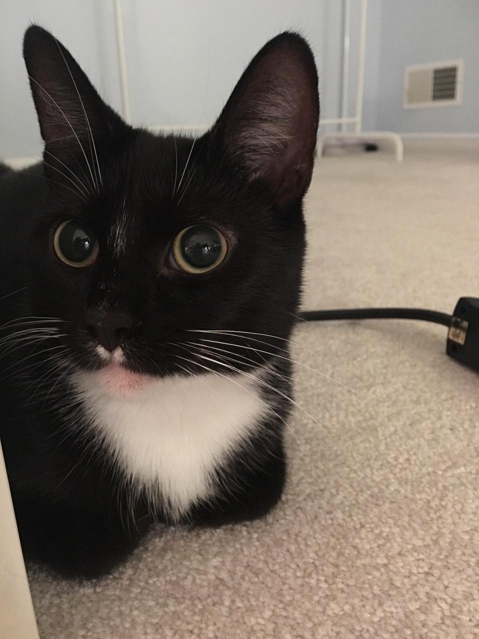 如何用手机拍好一只乌云盖雪的猫