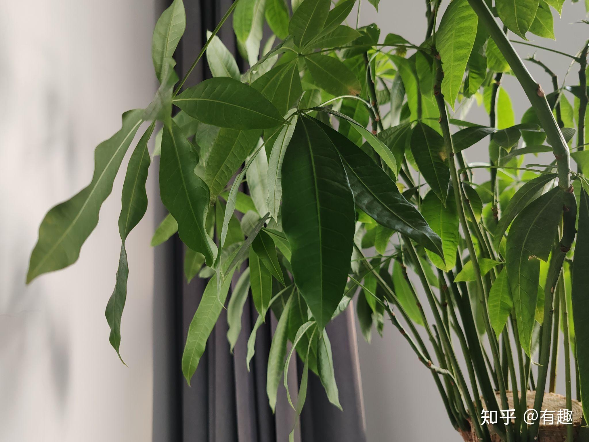 发财树叶子卷曲怎么办?