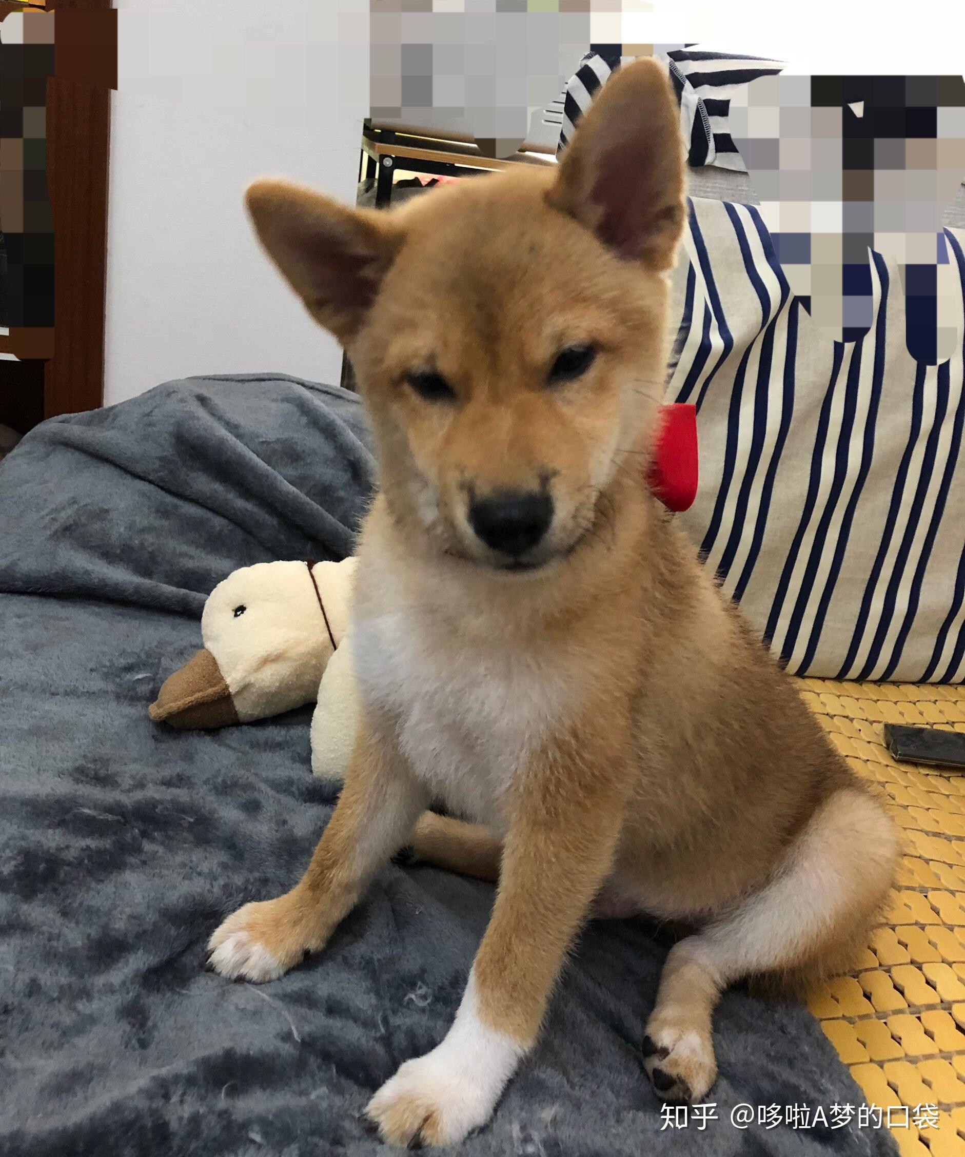 五个月的柴犬,身上黑色毛好多,是不是褪不掉了? - 知乎