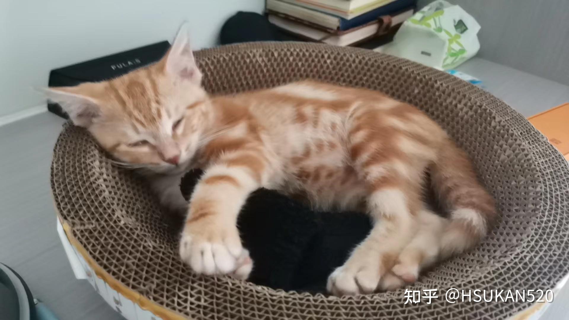 美短和橘猫的串图片