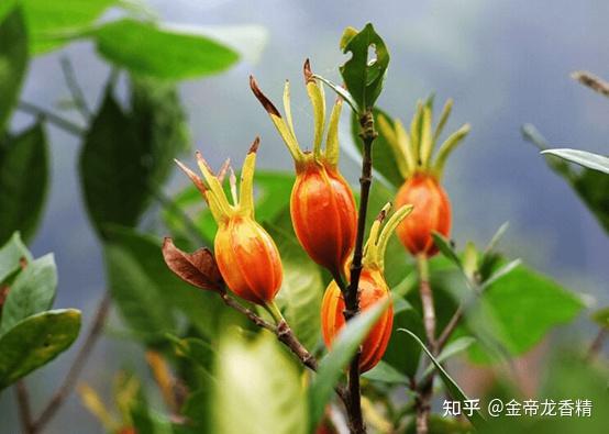 香精与香料(118)—栀子花 - 知乎