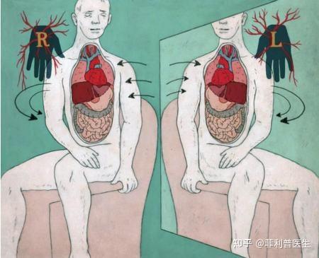为什么人体的肝在右侧，胃在左侧，脾在更左？