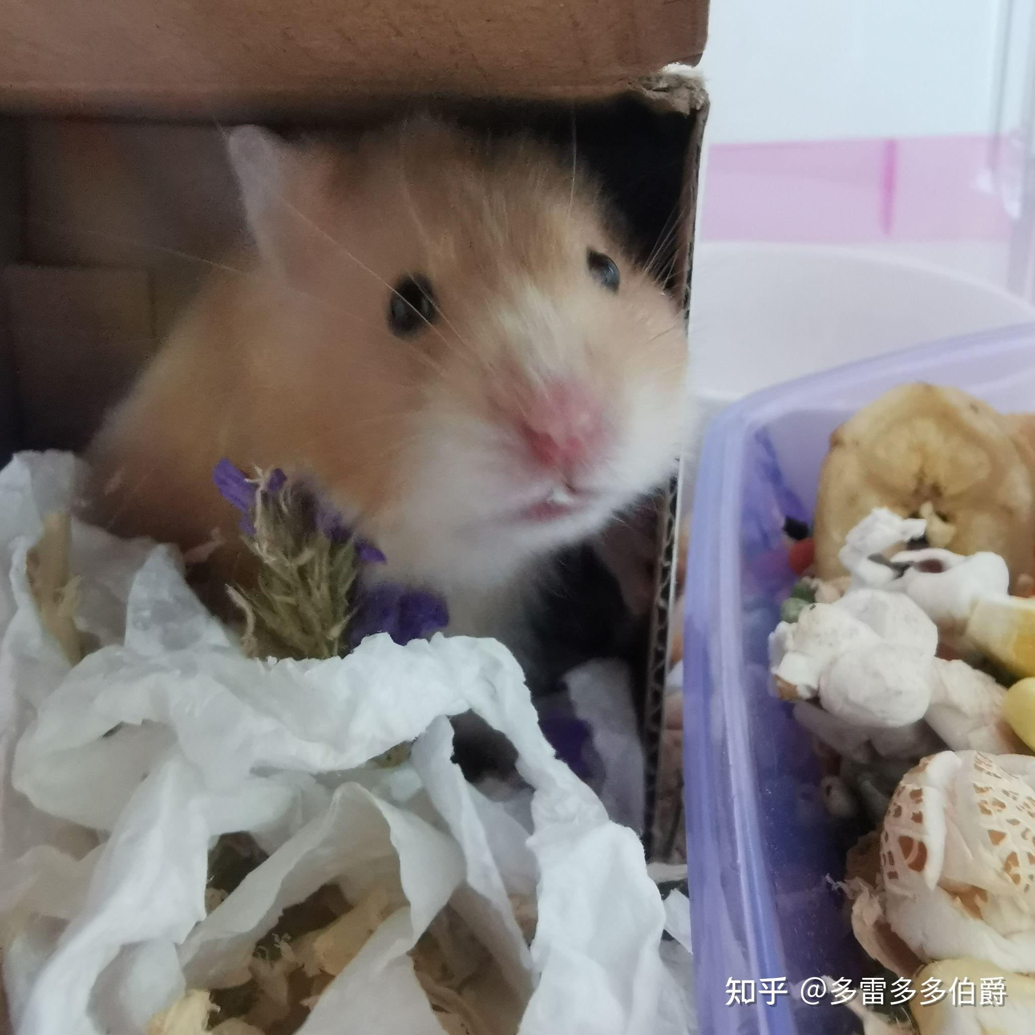 请问养仓鼠不用垫料仓鼠会死吗