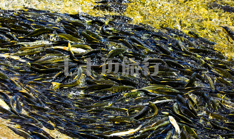 21年最新青海湖小众景点:湟鱼洄游哪里看?青海湖旅游自驾自由行攻略 - 知乎
