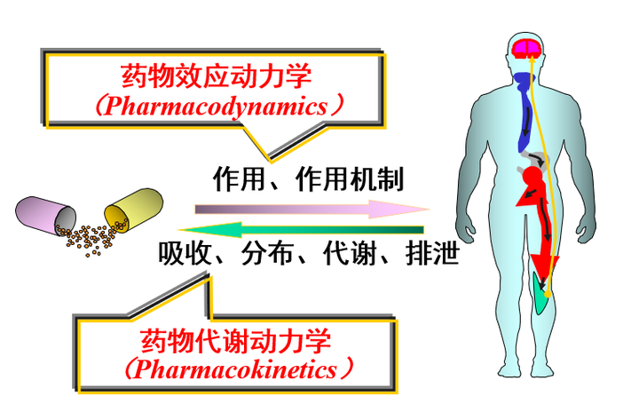 什么是药物效应动力学?解读药物对机体的作用、作用规律及作用机制。 - 知乎