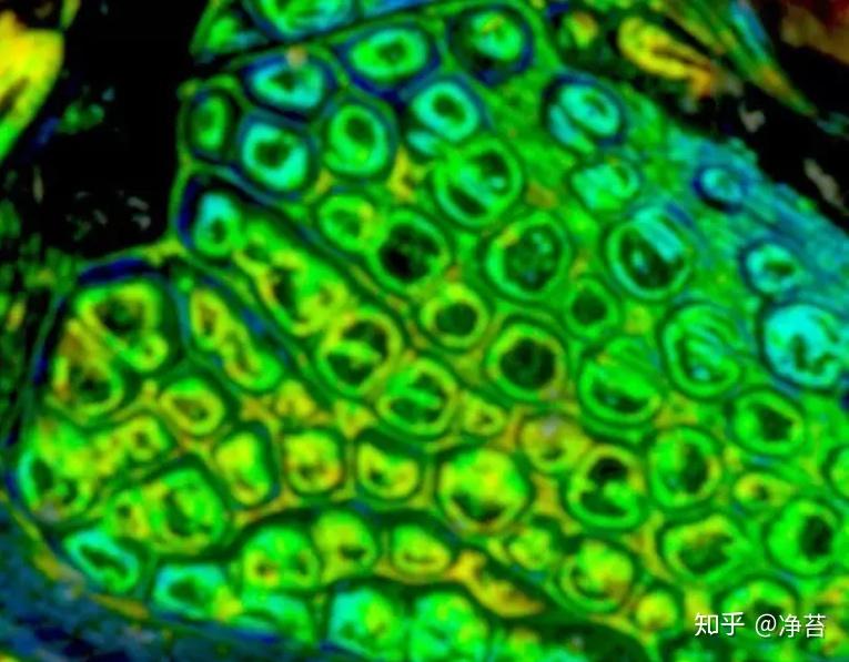 图说外皮系统(Integumentary system)·昆虫 - 知乎