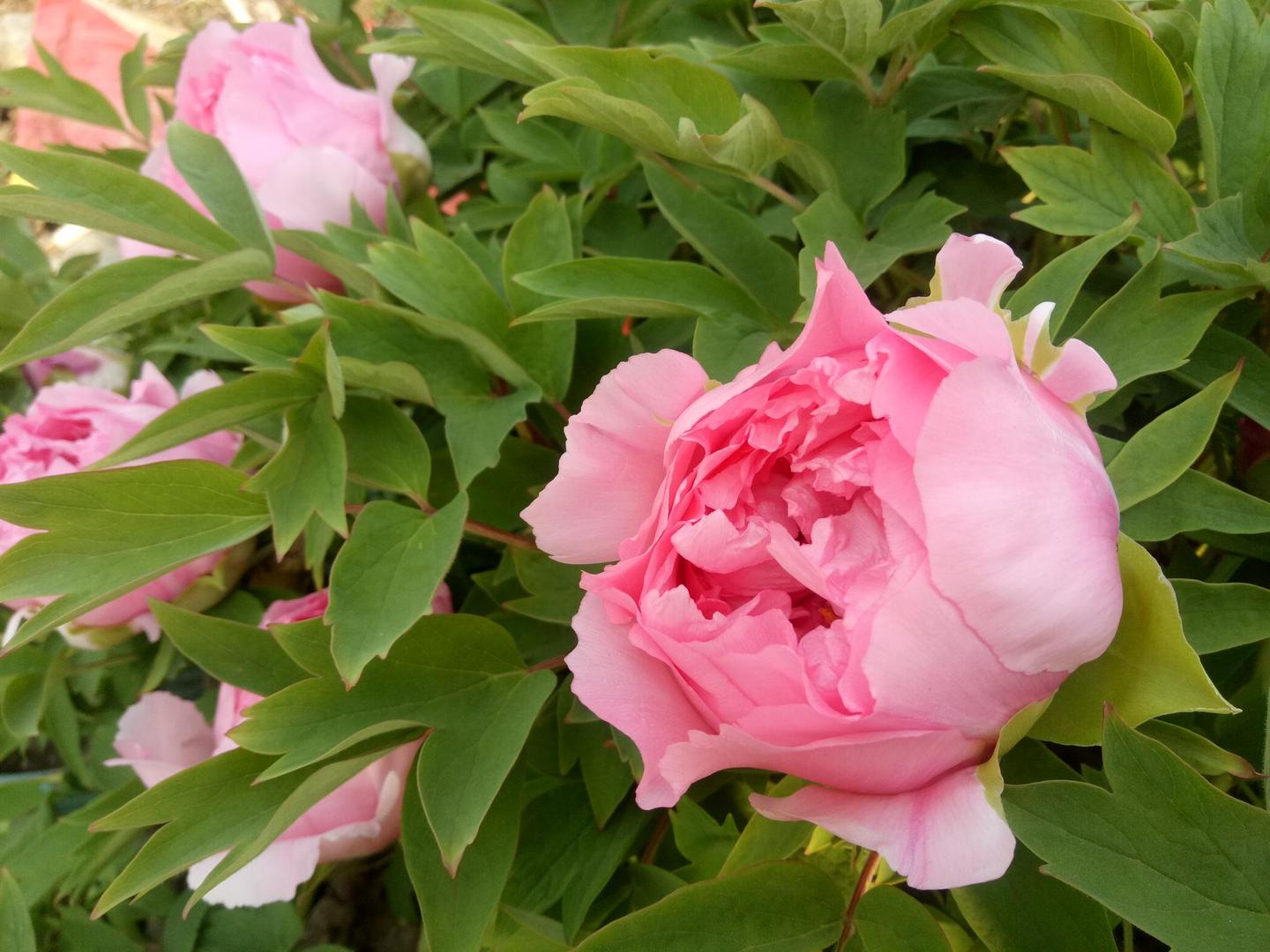 牡丹鲜切花如何醒花 知乎