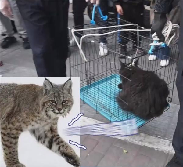 有点离谱，缅因猫竟因太胖被误当猞猁？猞猁和猫都表示很无语- 知乎