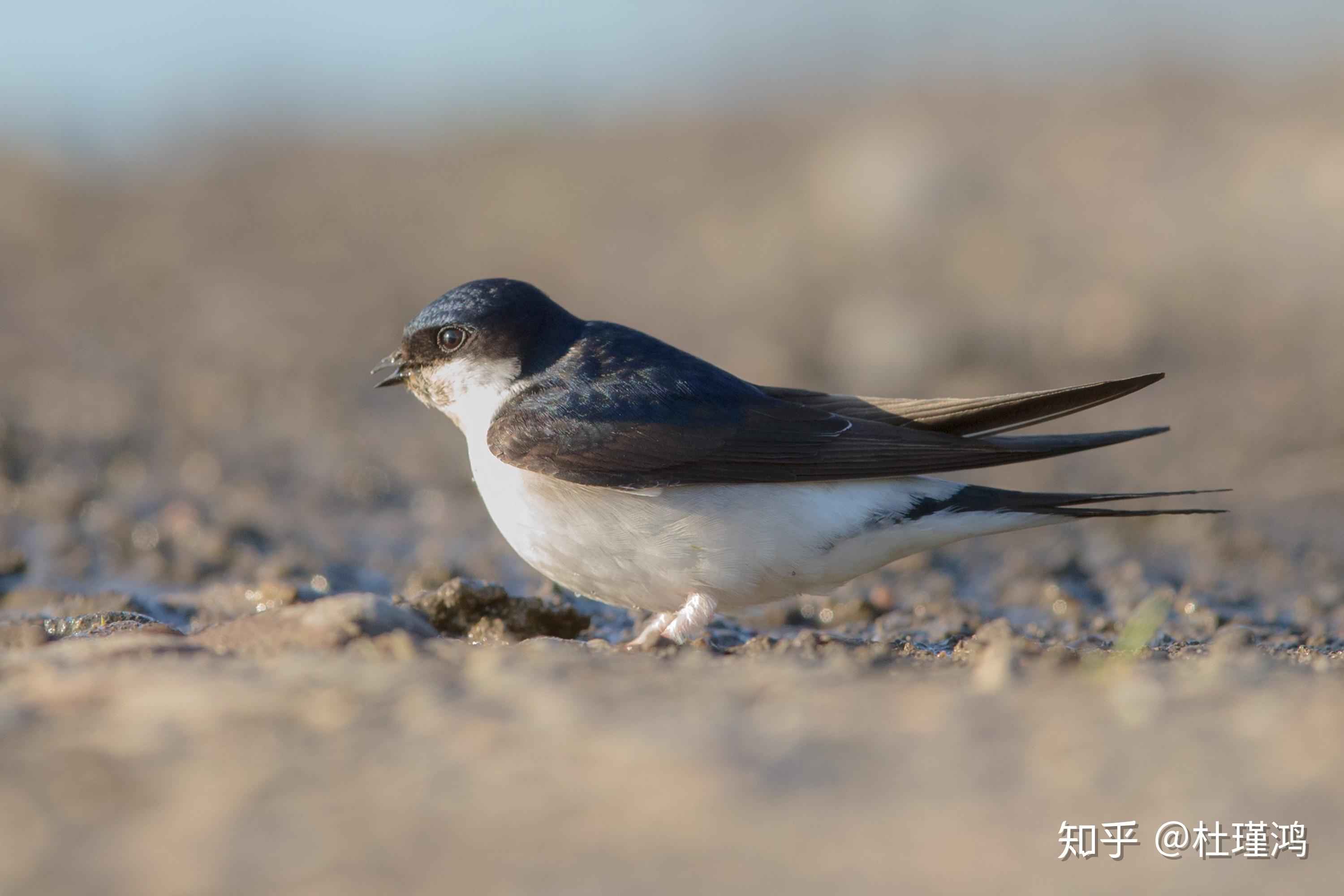 普通楼燕是一种什么样的鸟类有着哪些习性特征