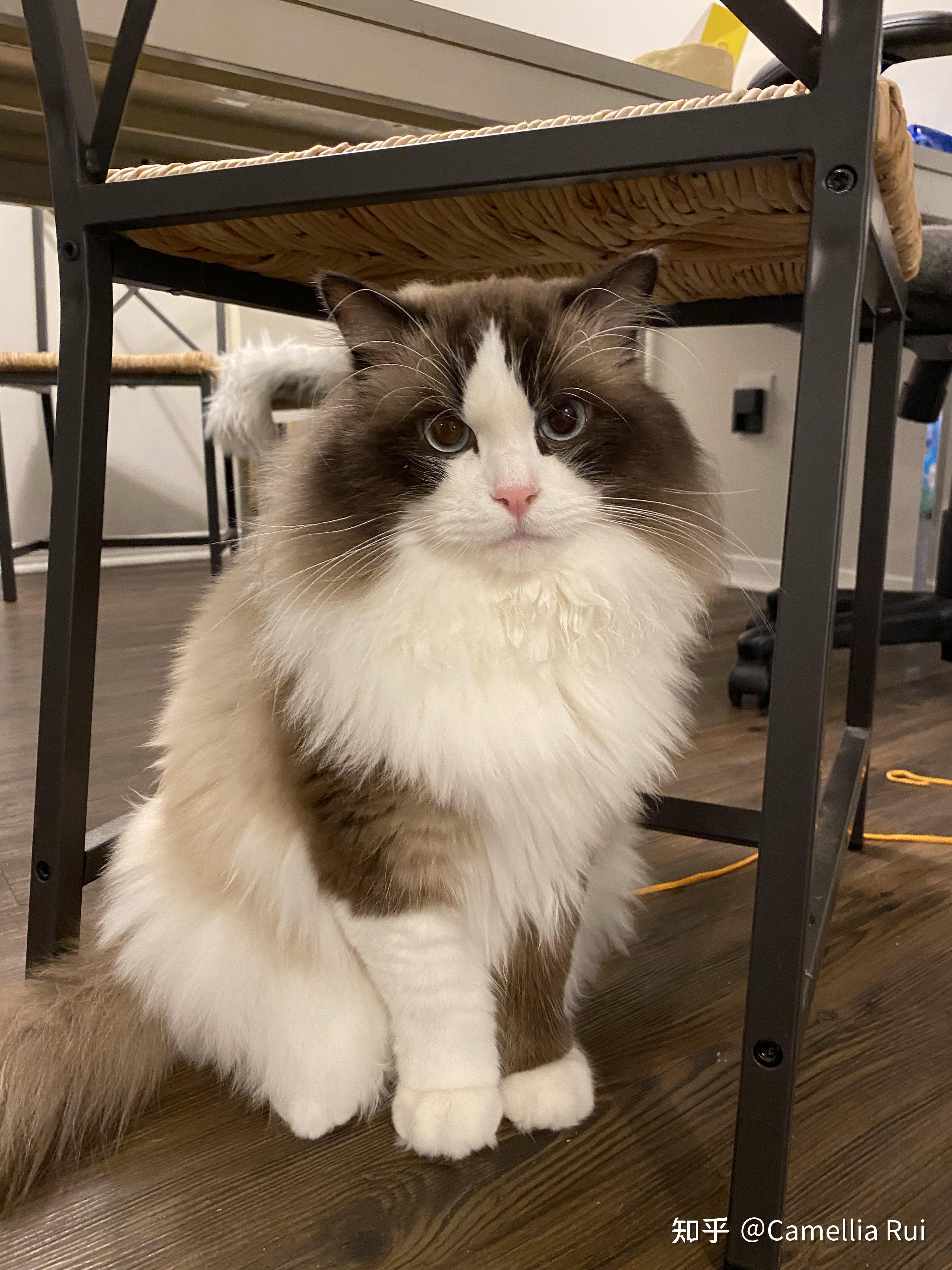 海双布偶猫成年后的颜色会达到多深? - 知乎