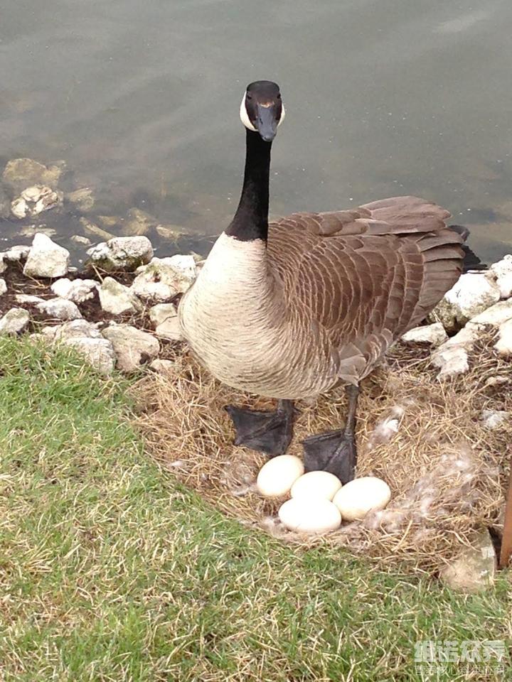 冬天喂鹅吃什么才下蛋,蛋鹅产蛋期饲料配方