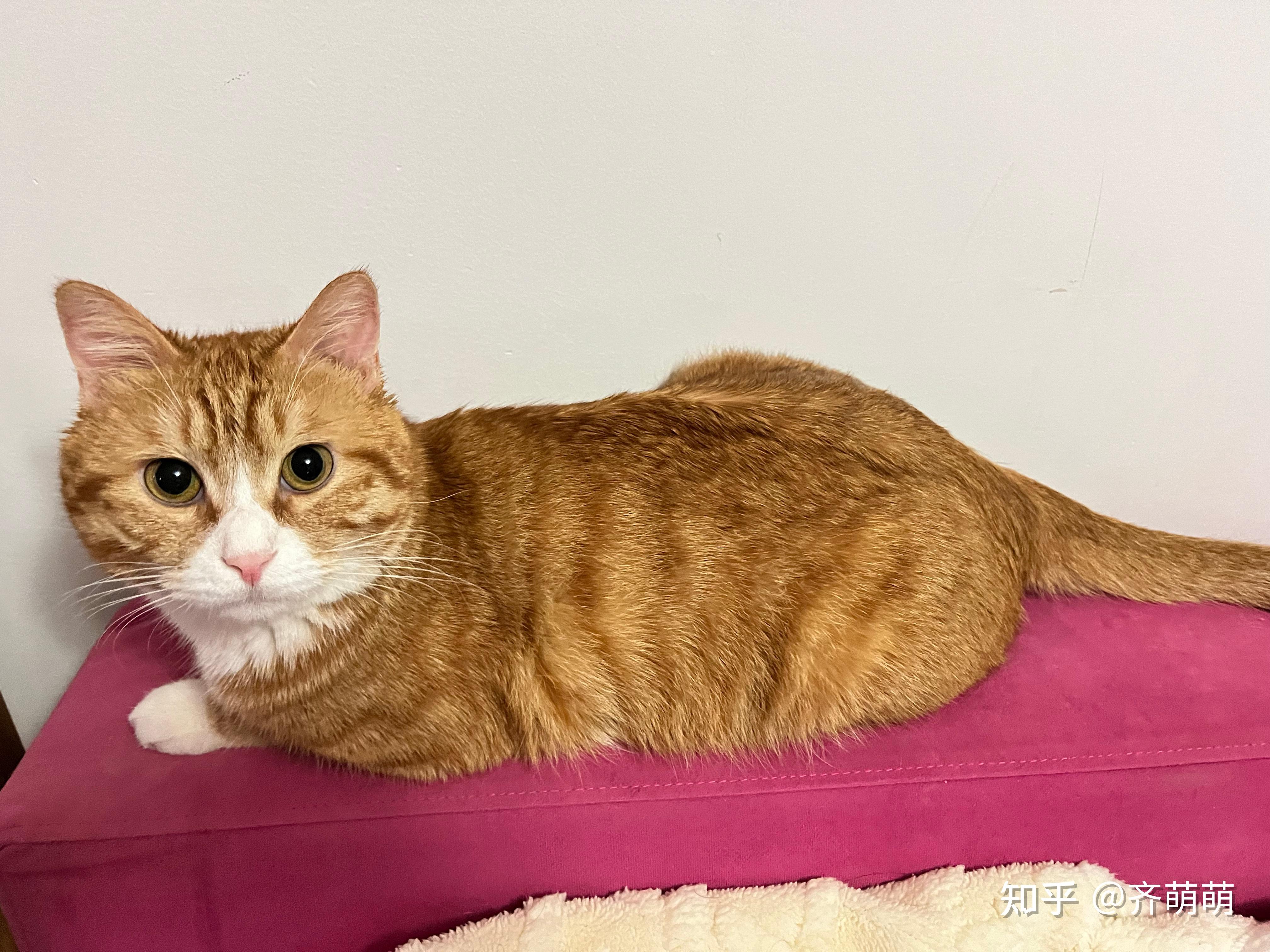 养一只田园猫是什么体验? - 知乎