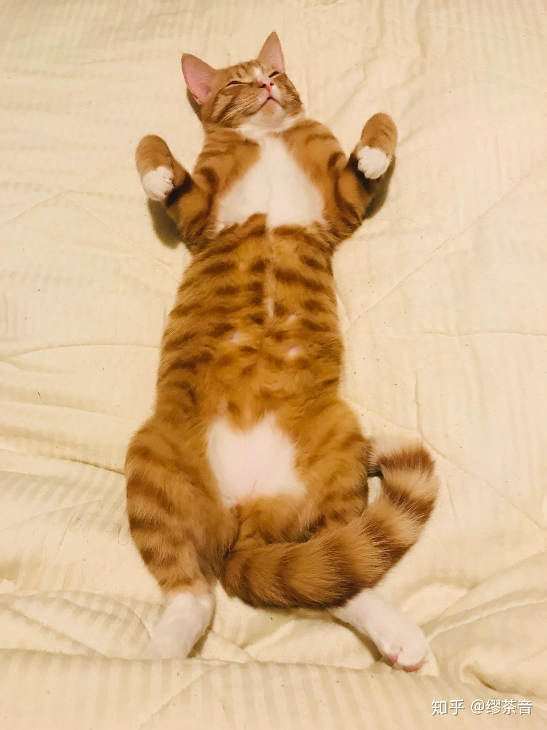 猫咪仰面朝天睡是表达信任了吗