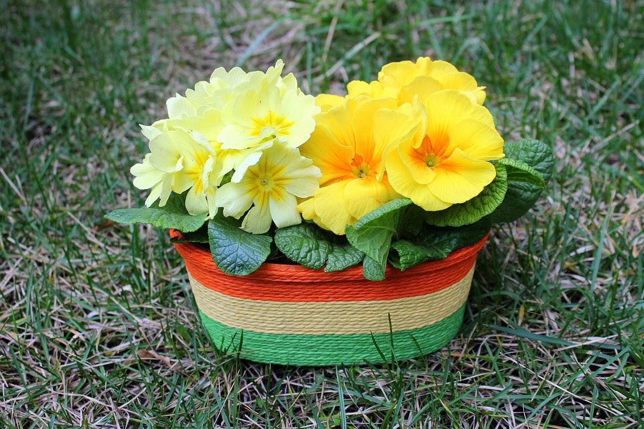 太阳花用什么花盆好看