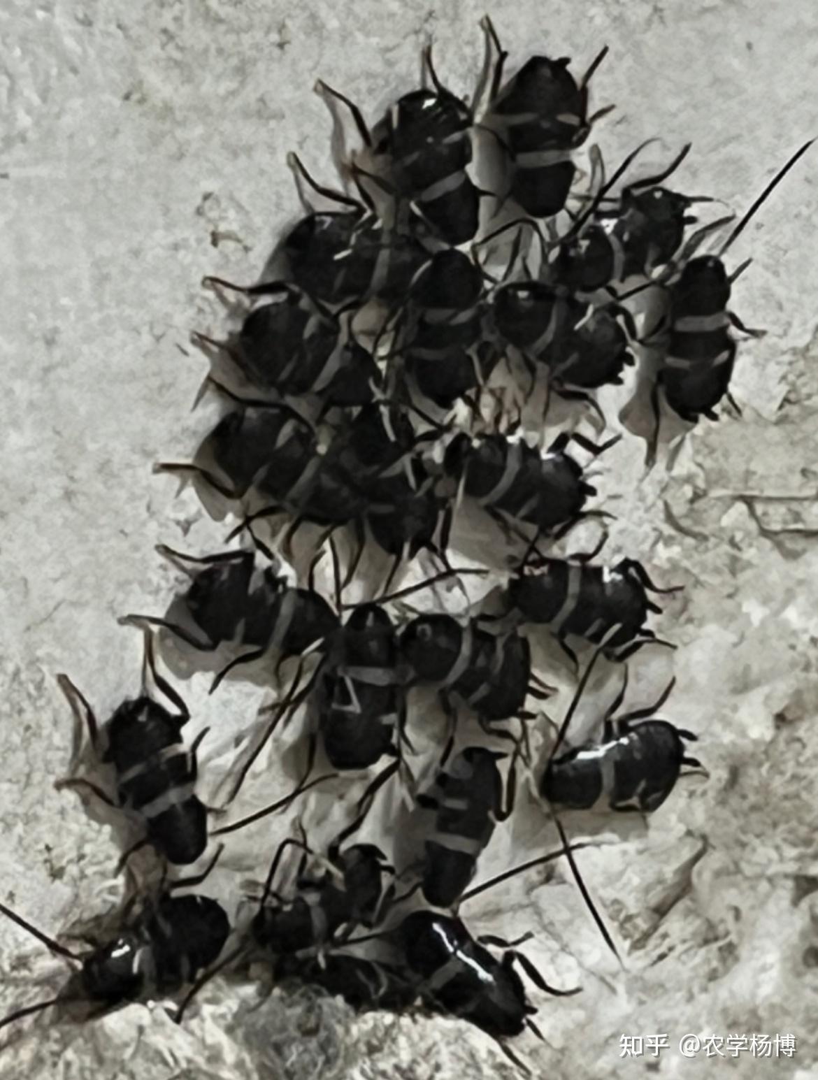 这是什么虫子?在卧室看到的?