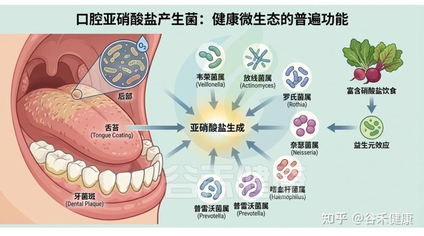 口腔微生物组指南（上）：认识菌群定植、共生与失调，守护全身健康- 知乎