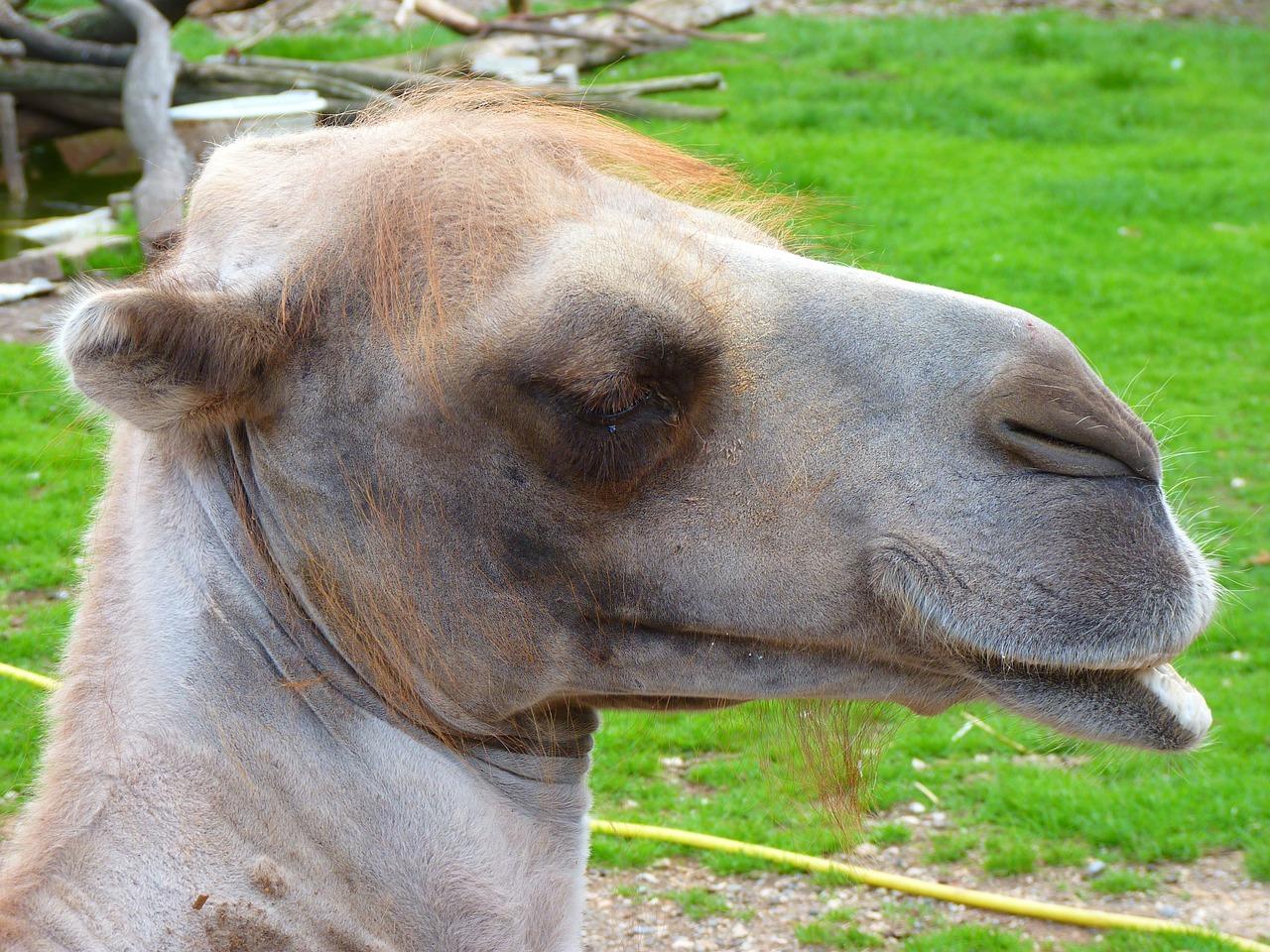 骆驼电瓶怎么样