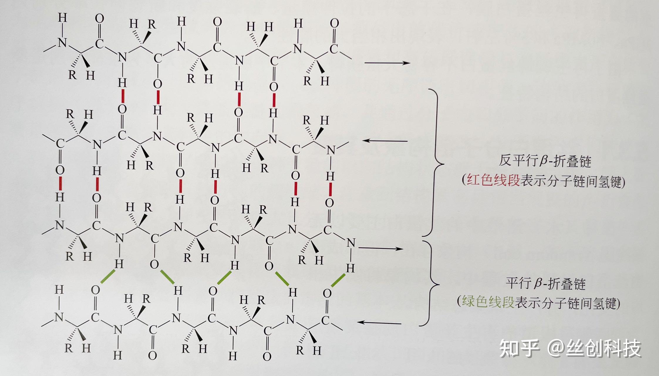 丝素蛋白的分子链构象及其聚集态结构 - 知乎
