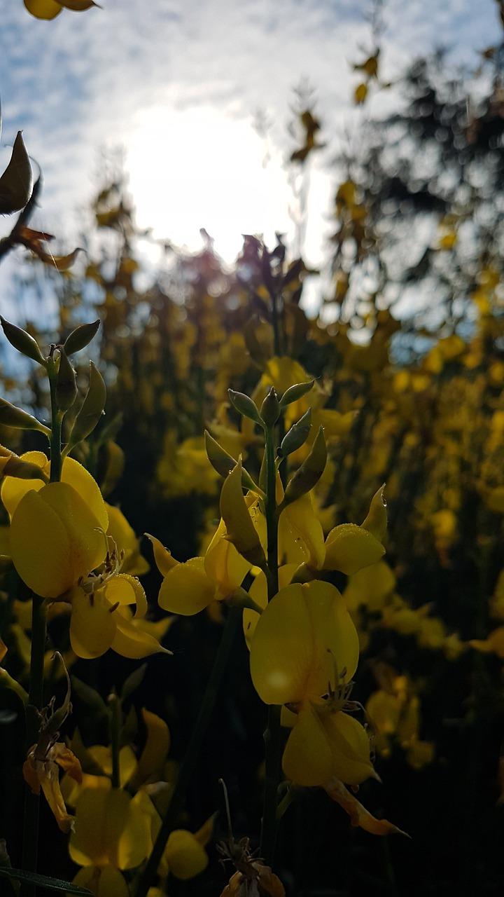 4. 鲜花消毒时长