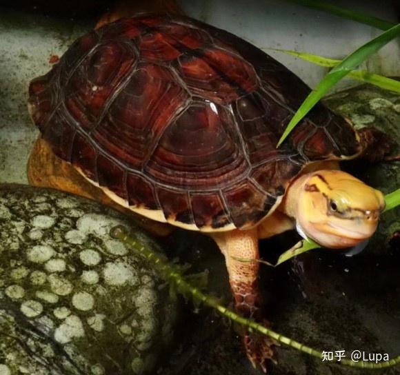 按价格排序常见观赏龟类推荐（半水龟篇） - 知乎