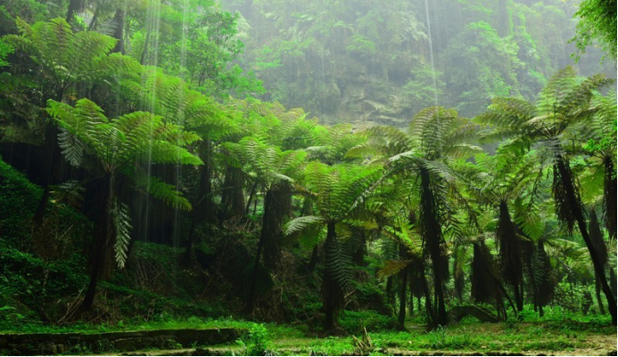 地球生物全系列植物篇薄囊蕨纲蕨目二