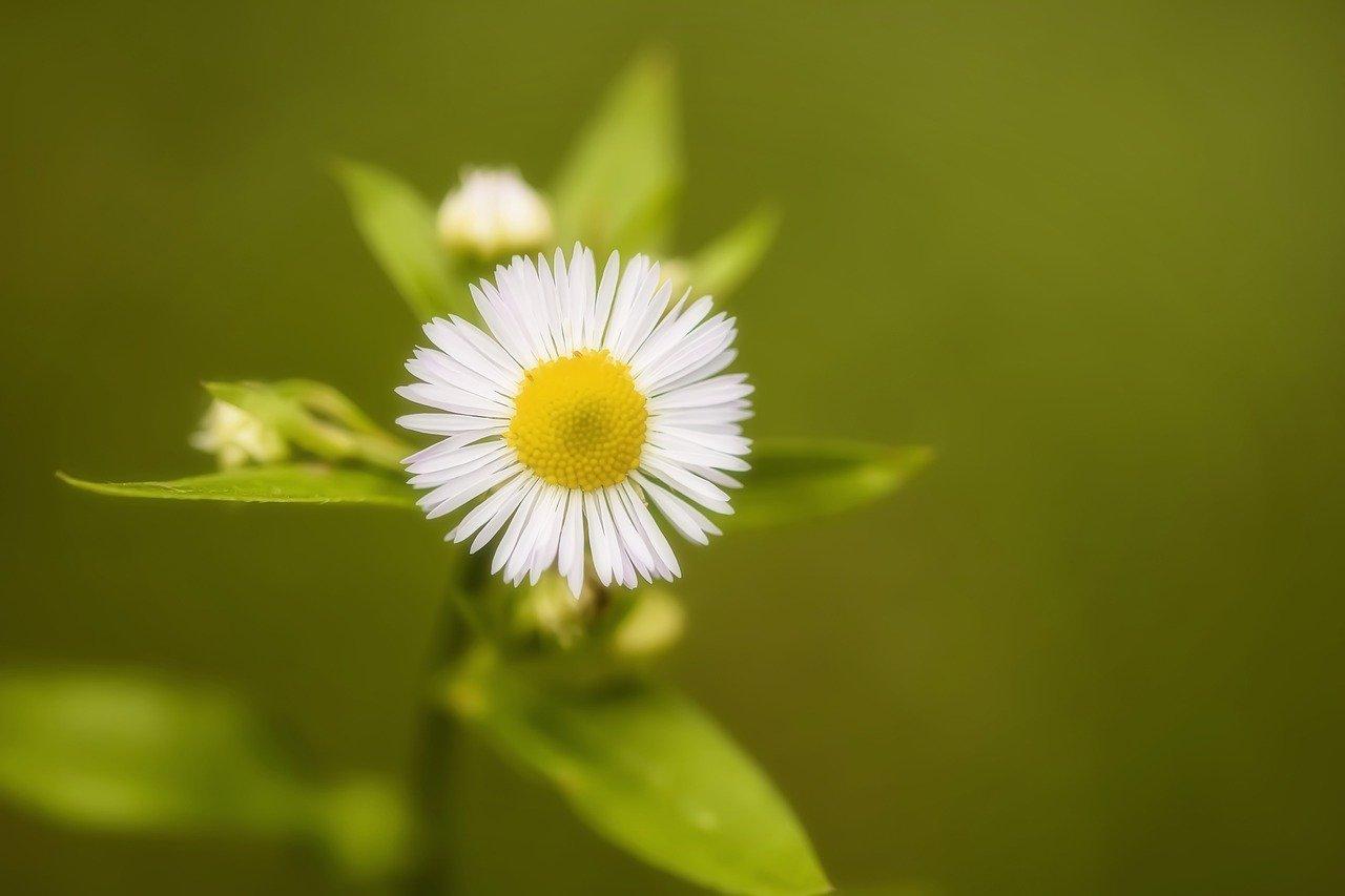 室内花卉施什么肥