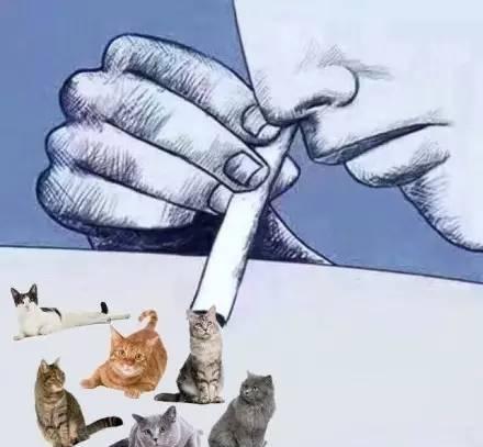 猫奴必看丨“吸猫”该怎么翻译? - 知乎