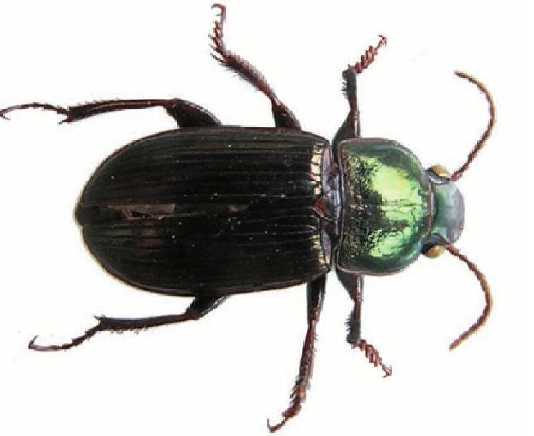 中华婪步甲为什么成批出现? - 知乎