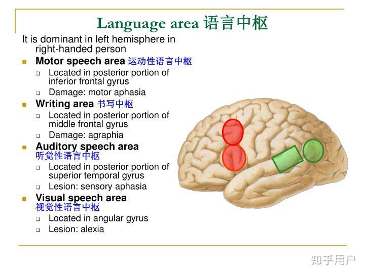 想知道大腦svwh四個區各區的全稱是什麼