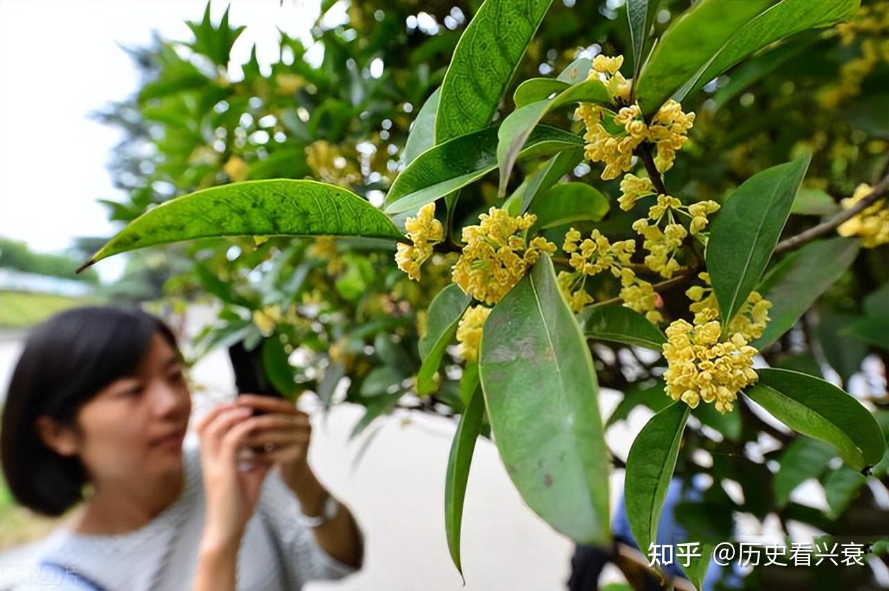 金状元桂花开花图片图片