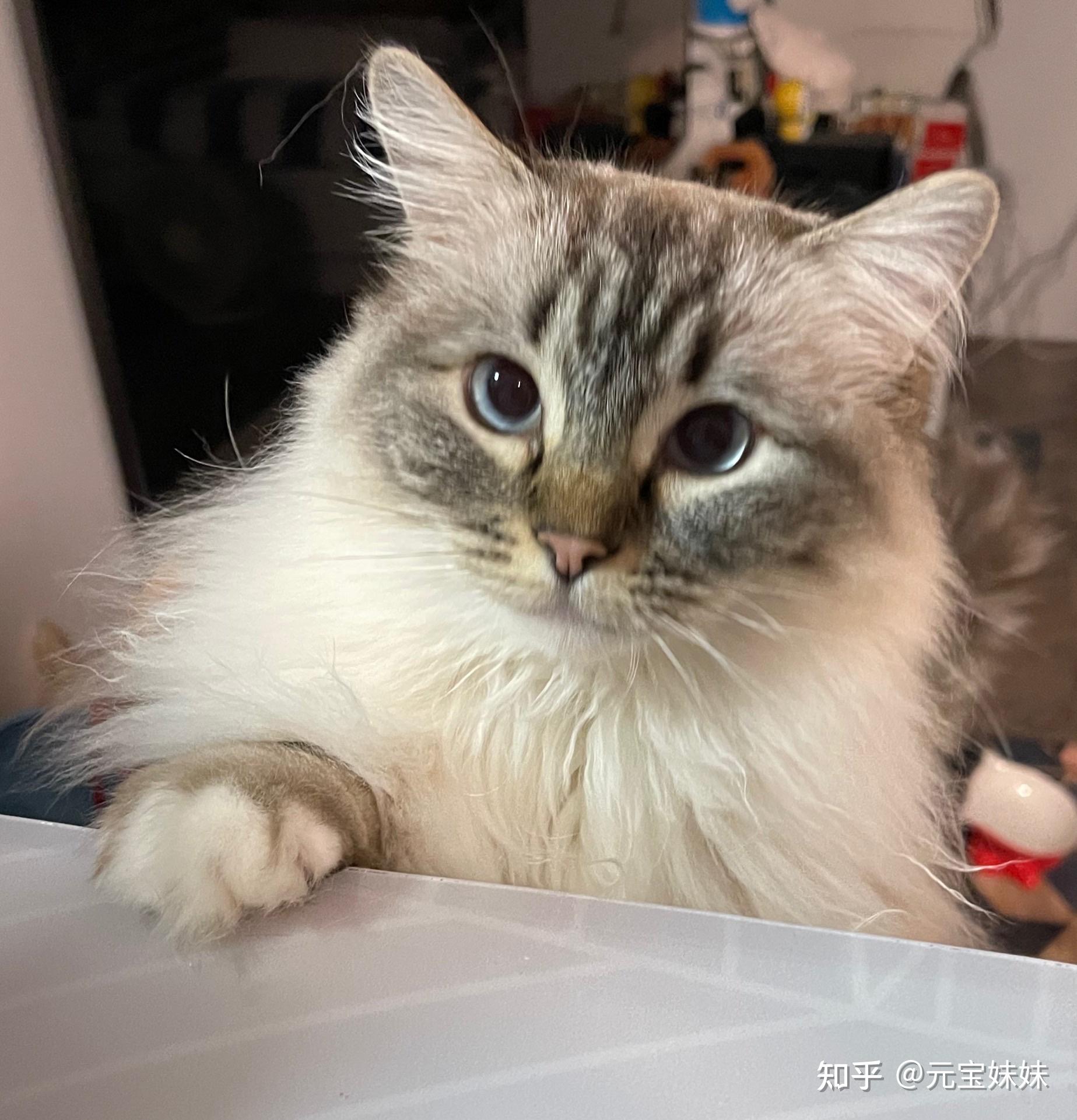 我可以看一下你们的山猫纹布偶长大是什么样子呢? - 知乎