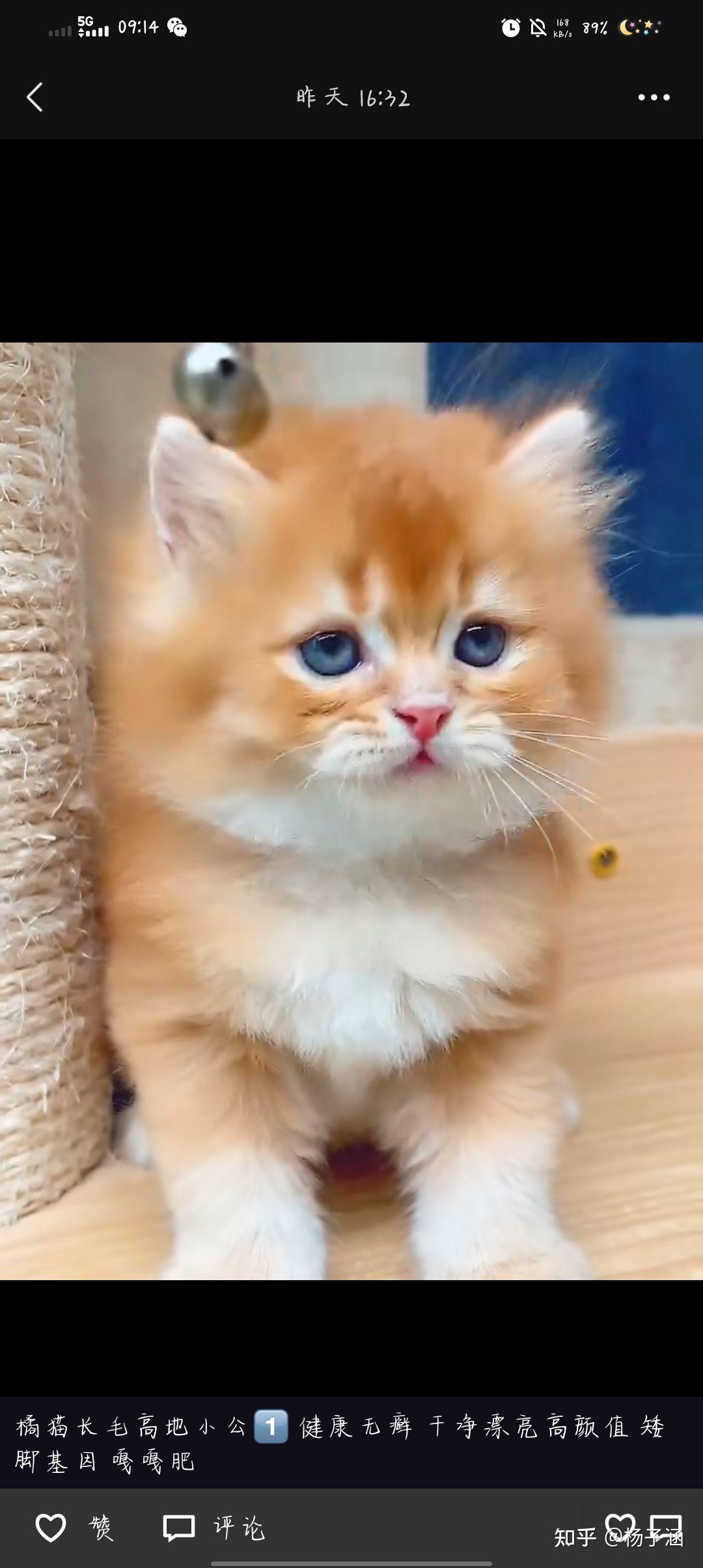 品相一半的英短金渐层会不会长的像姜黄色的中华田园猫一样橘猫