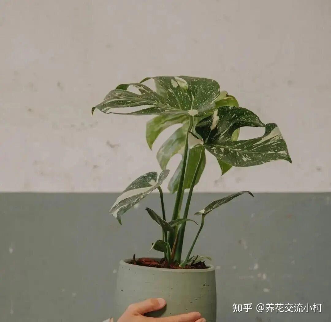 上千元的洒金龟背竹降至一杯奶茶钱，养大有难度，附小苗开背指南 - 知乎