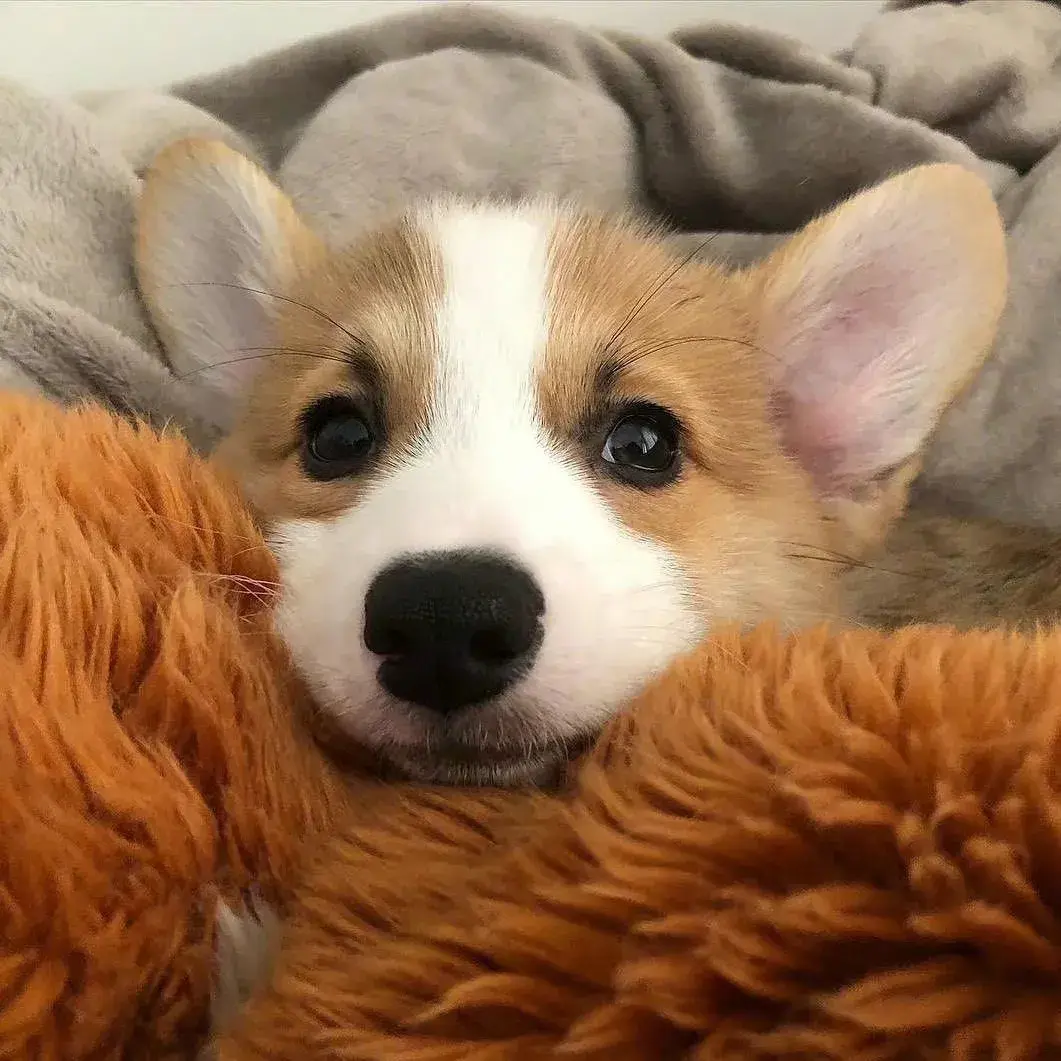 有什么好看的小动物头像? - 知乎