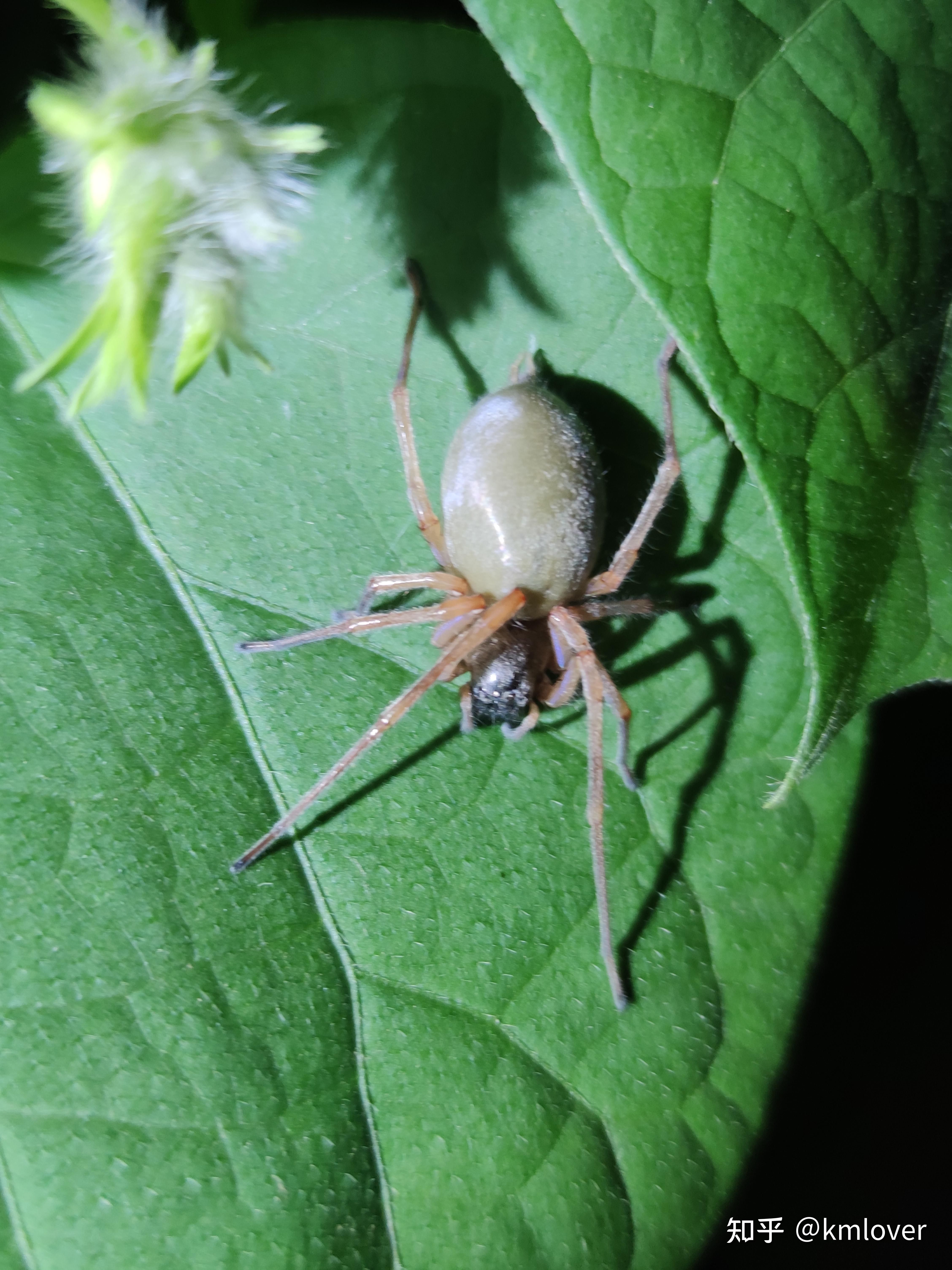 嘴巴和脚尖是黑色的长腿蜘蛛,是什么品种?