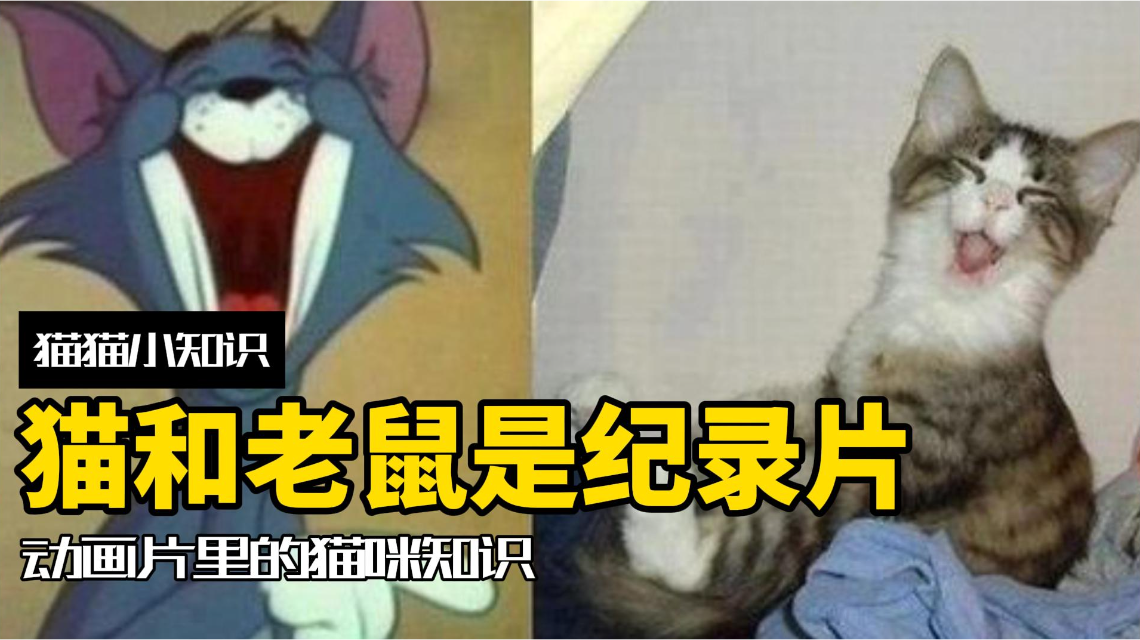 猫和老鼠冷知识图片