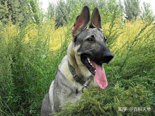 狼青品系的昆明犬,与强悍霸气的狼青犬相比,更上一城楼! - 知乎