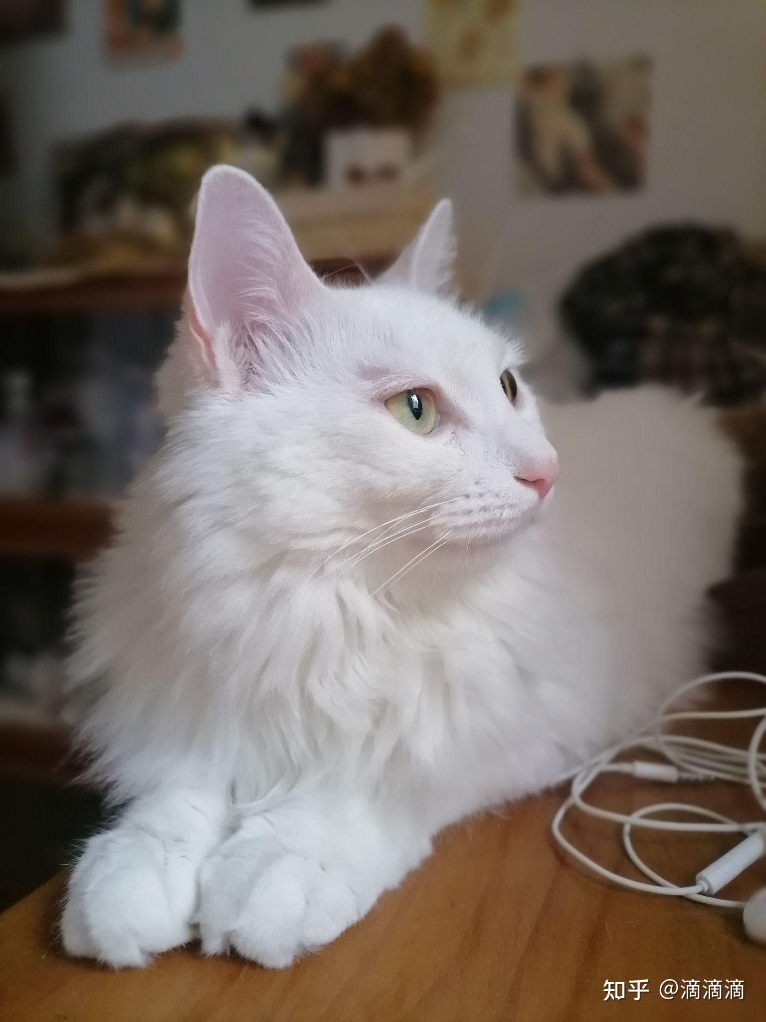 请问哪里购买山东临清狮子猫比较靠谱呀?