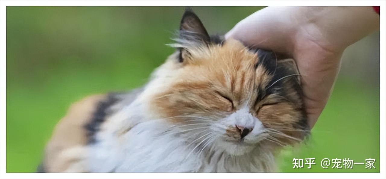 主人摸“猫头”时,猫咪内心活动很丰富 - 知乎