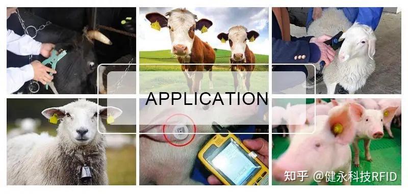 科智牧打造成熟完整电子耳标读卡器设备产品线,成为国内首家动物养殖RFID提供大型设备方案厂家 - 知乎