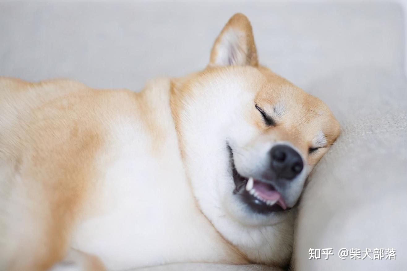 白柴犬、黑柴犬、赤柴犬为什么价格相差距大？ - 知乎