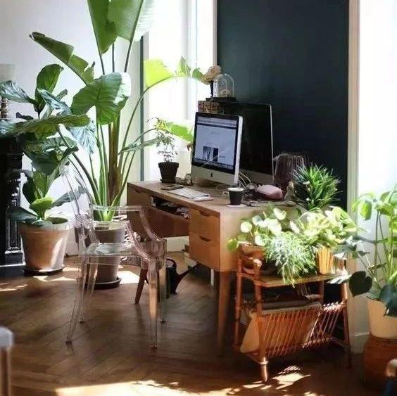 家居绿植风水要讲究,你家的植物摆对了吗? - 知乎