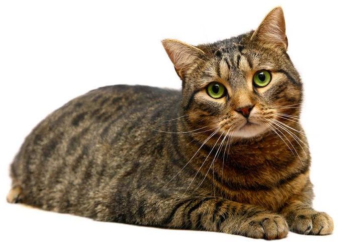 如何区分虎斑猫和狸花猫- 知乎