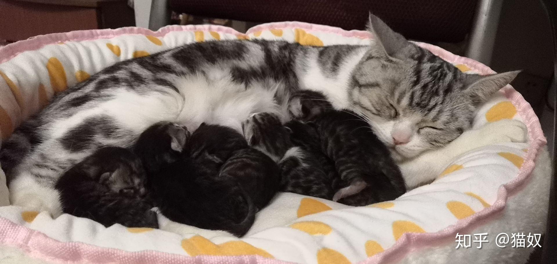 请问虎斑加白英短小母猫不小心和中华田园小黑猫配了会生出什么样的