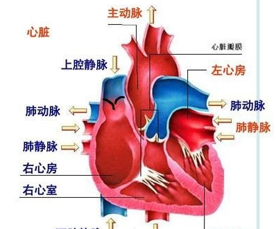 二尖瓣位于图片