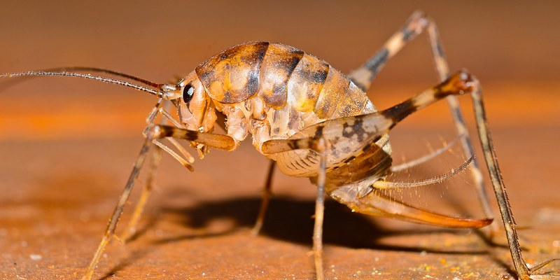 這個世界上怎麼會有灶馬這麼反人類的生物