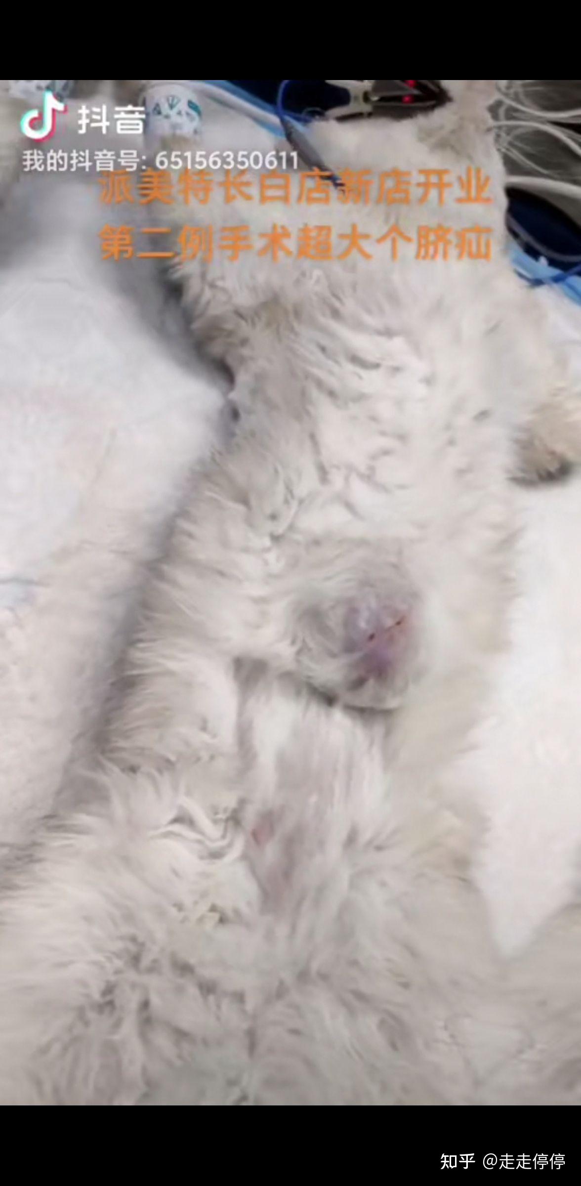 2个月的猫有脐疝而且特别大怎么办